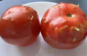 Strange Riddle: Damaged Tomatoes, an Unexpected Discovery in My Kitchen!