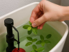 8 reasons why adding mint leaves to your toilet tank is a must-do trick