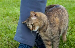 When a Cat Rubs Against You — What Should You Do?