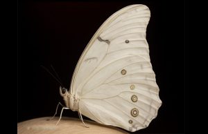 The Spiritual Meaning of White  Butterflies in Your Home: Messages That Fly Silently
