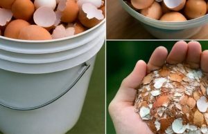 Boil eggshells and say goodbye to the …