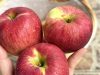 Doctors Reveals That Eating Apples Causes