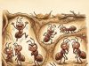 LET’S LAUGH AWAY OUR STRESS WITH ANTS